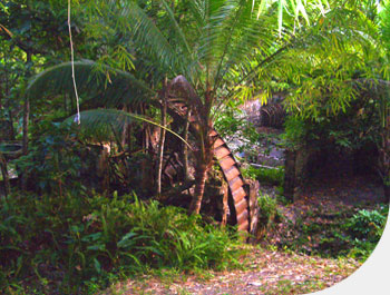 Nature and machinery intertwined.